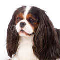 King Charles Spaniel