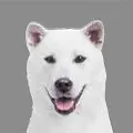 Kishu Ken