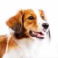 Kooikerhondje