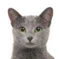 Korat