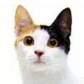 Korean Bobtail