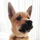 Korean Jindo