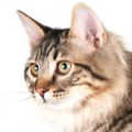 Kurillian bobtail