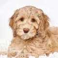 Labradoodle