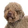 Lagotto Romagnolo