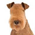 Lakeland Terrier