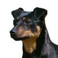 Lancashire Heeler