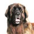 Leonberger