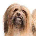 Lhasa Apso