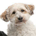 Lhasapoo