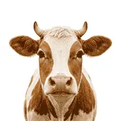 Livestock