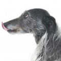 Lurcher