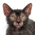 Lykoi