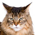 Maine Coon
