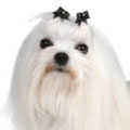 Maltese