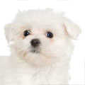 Maltipoo