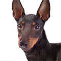 Manchester Terrier