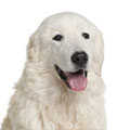 Maremma Sheepdog