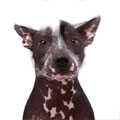 Mexican Hairless