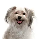 Mi-Ki
