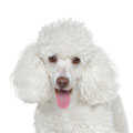 Miniature Poodle