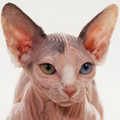 Minskin