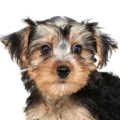 Morkie