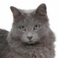 Nebelung