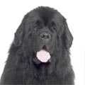 Newfoundland