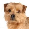 Norfolk Terrier