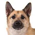 Norwegian Buhund