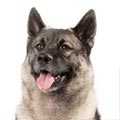 Norwegian Elkhound
