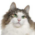Norwegian Forest Cat