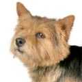 Norwich Terrier