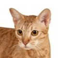 Ocicat