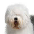 Old English Sheepdog