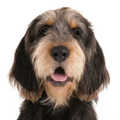 Otterhound