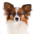 Papillon