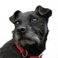 Patterjack
