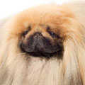 Pekingese