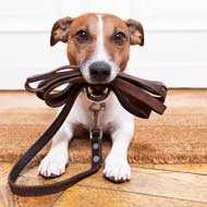 Pet Services