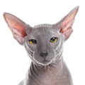 Peterbald