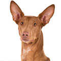 Pharaoh Hound