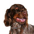 Picardy Spaniel