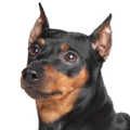 Pinscher
