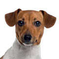 Plummer Terrier