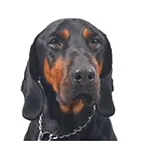 Polish Hunting Dog