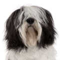 Polish Lowland Sheepdog