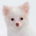 Pomchi