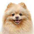 Pomeranian